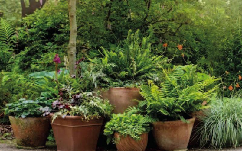 Houseplants, topicals, and other ‘sensitive’ plants overwintering indoors for the past several months have most likely received limited sunlight. Before returning plants outdoors, select a location which will provide partial shade and a few hours of morning sunlight but have protection from full sunlight, especially afternoon sun (courtesy: Southernliving.com).