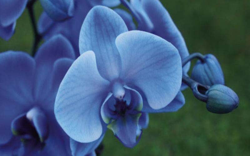 The color palette of numerous genera of orchids is vast, a literal rainbow of colors from which to choose that include red, pink, white, green, purple, orange, white, and by far the rarest of orchid colors is blue. This seems ambiguous since ‘blue’ orchids are readily available at local retail and online merchants (courtesy: naturalplanet.com).