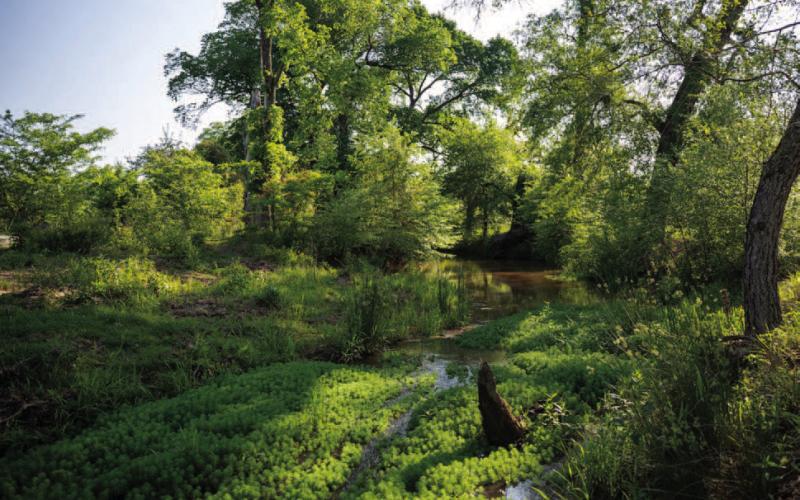 Texas Parks and Wildlife Department Acquires First New East Texas Wildlife Management Area in Nearly Two Decades