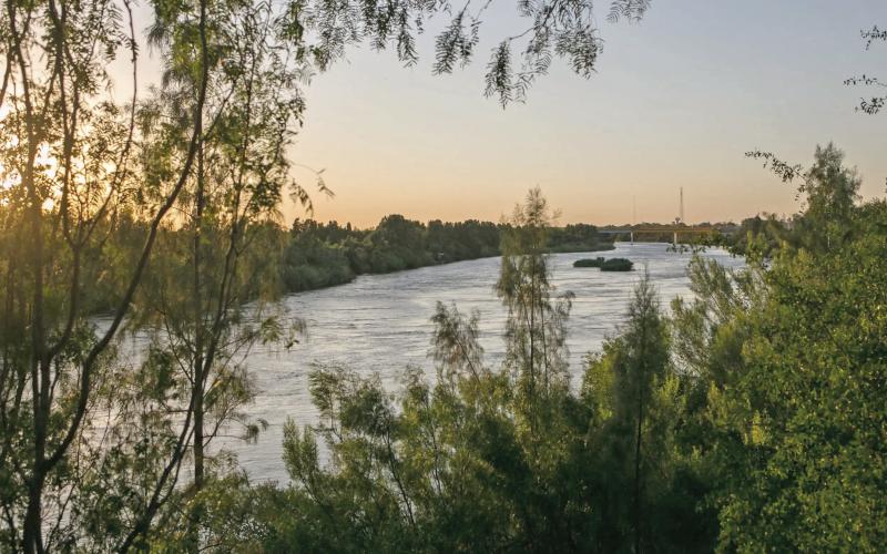 The Rio Grande seen through dense brush near the Starr-Camargo bridge in Starr County. The state recently purchased a ranch in Starr County that it’s now offering to the federal government for a migrant detention center. Credit: Meghan Dhaliwal for The Texas Tribune