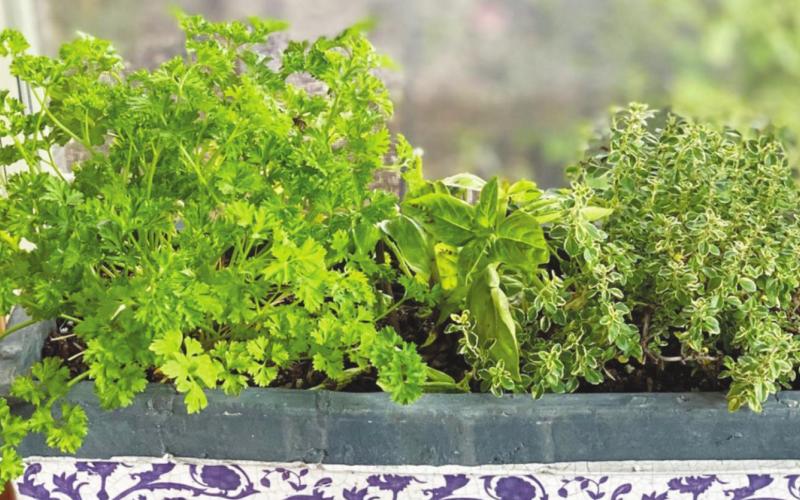 Homegrown Garnishes Add Flavor, Nutrition and Eye Appeal to Meals