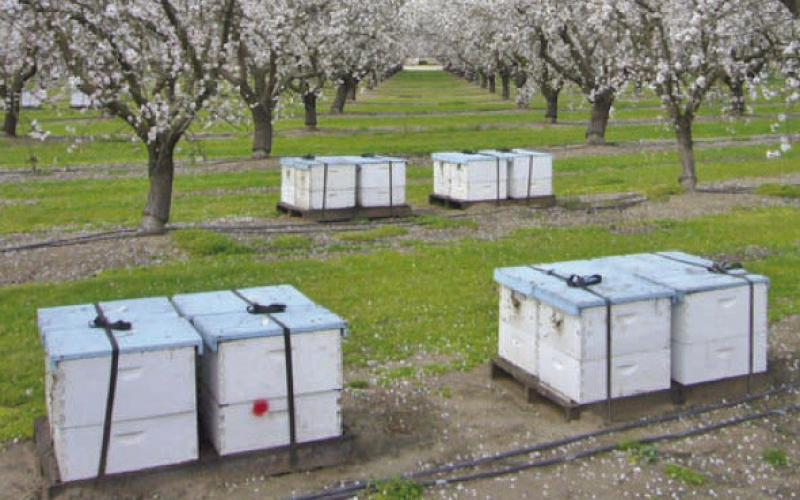 Each of the beehive boxes represents millions of visits to flowers, this is the number of flowers needed to produce a single pound of honey with another 6 to 8 million flowers to produce a pound of wax to build the comb (courtesy: Scientificbeekeeping.com).