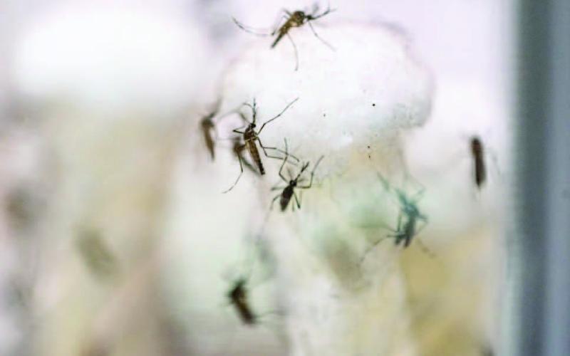 Five tips to protect your home from mosquitoes this summer