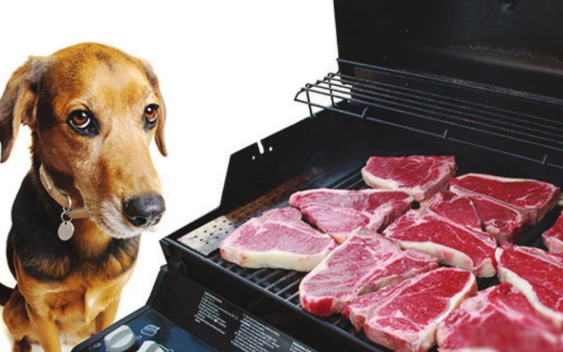 Is your barbeque safe for your dog?