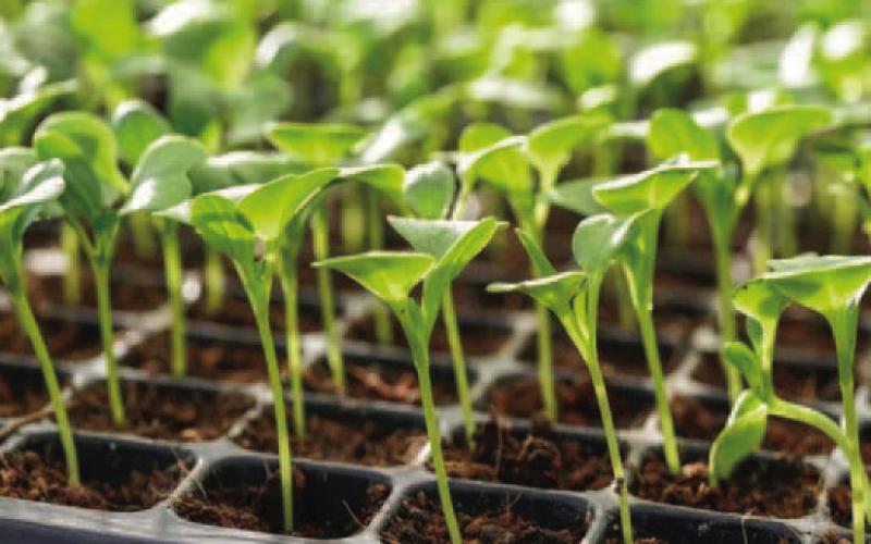 Spring Garden Success: Planning Begins Now