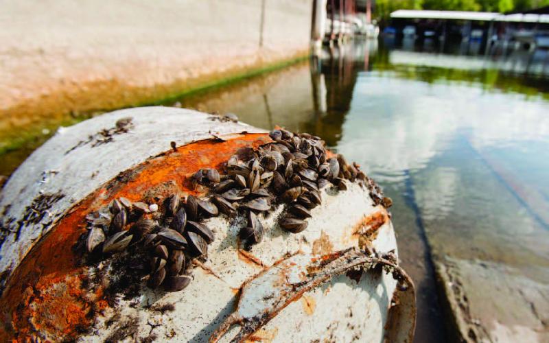 Boaters Urged to ‘Clean, Drain and Dry’ to Stop the Spread of Aquatic Invasive Species