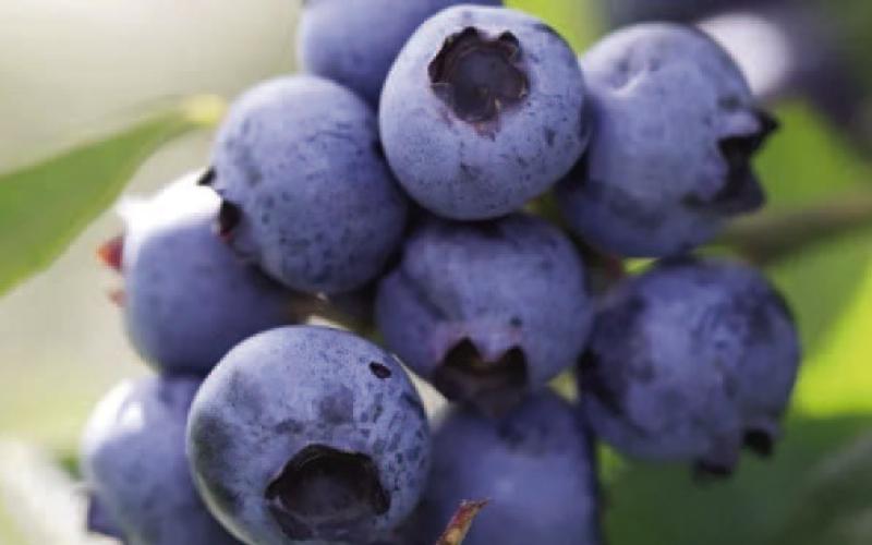 A pristine cluster of ‘Brightwell’ blueberries are bursting with flavor and ready to harvest. Gather them when the entire berry has a dark blue color with no other colors present on the berry, since blueberries will not ripen further after harvesting (Getty image).