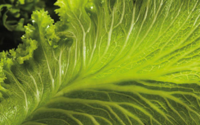 Traditional Greens