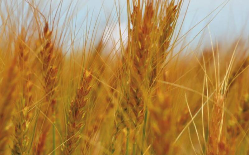 The annual farm and ranch seminar presented by AgriLife Extension’s District 8 will be virtual this year and all producers are welcome. (Texas A&amp;amp;M AgriLife photo by Kay Ledbetter)