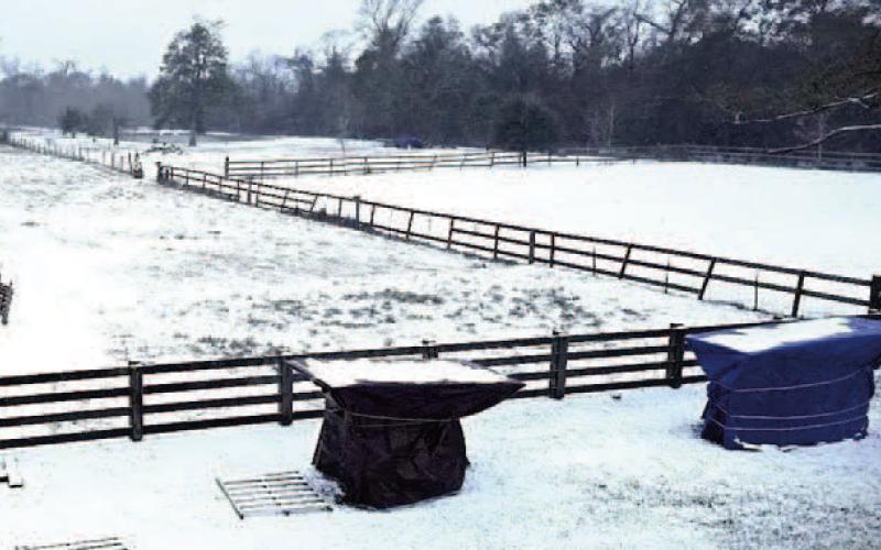 Each enclosure was built around a Meyers lemon citrus tree for weather protection. This is a detailed process beginning with extensive pruning of each tree, placing large containers then filling with water (35-gallon each), wrapping trees with multiple layers of burlap, placing 4 by 8-foot wood lattice panel above the t-posts (securely fastening with tie wraps), and completing the enclosure using a 20 by 30-foot tarp (securing with rope) and duct tape (image: John Green).