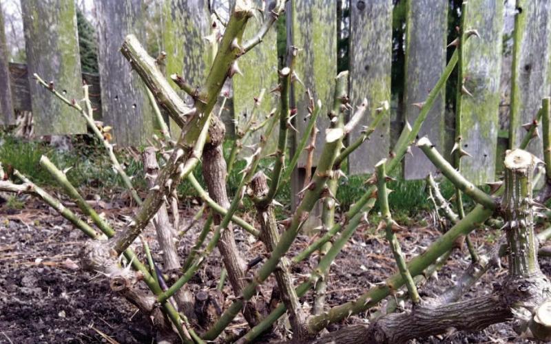 Roses require pruning to maintain a tidy appearance, for increased air circulation, and to control habit. Pruning methods vary according to the rose type. In Southeast Texas, roses usually are cut back severely due to our longer growing season (plantingtree.com).