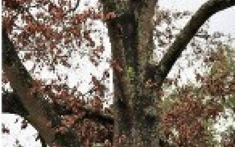 Why are my trees dying?