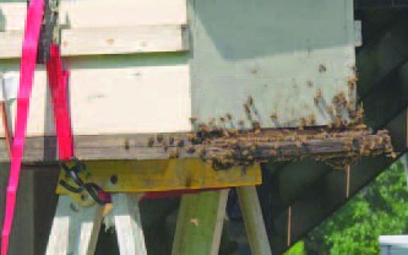 Two of the three colonies started migrating to the new (temporary) hives. The Queen from each hive was relocated to the new residence. This required the assistance of a Master Beekeeper (Len VanMarion) over the course of a week. It is important to note bees release “attack” pheromones during the process and will become highly agitated for several days (image courtesy: John Green).