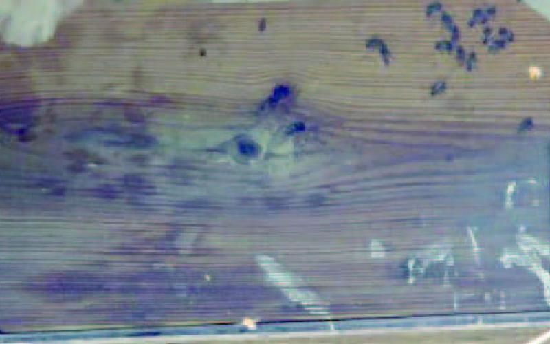 Honeybees are swarming at this time of year and often take up residence in places where we may not want them. It’s important for us to understand honeybees are critically important to us all and need our assistance (image courtesy: John Green).