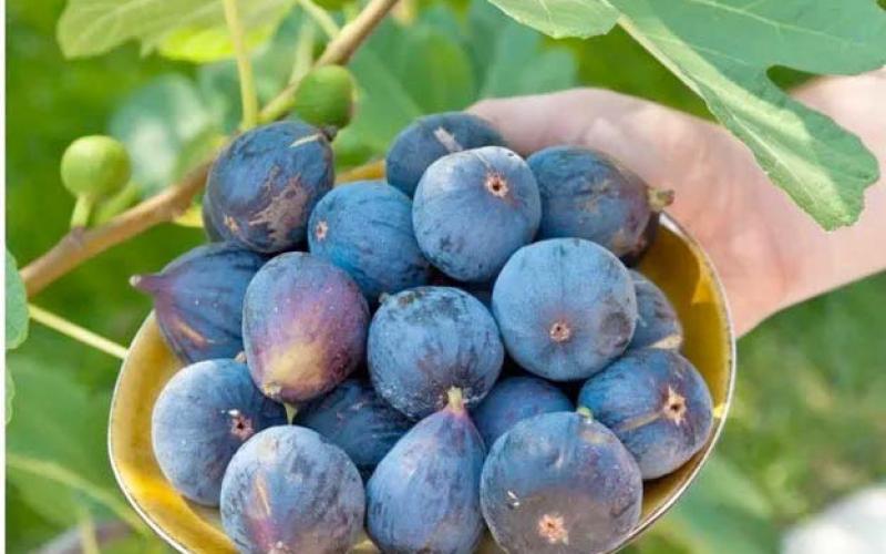 The Texas ‘Blue Giant Fig’ is a fig tree variety which produces extra-large figs with deep purple skin, amber flesh, and very sweet. The fruit has hints of honey and berry flavors, and is best enjoyed when fully ripened on the tree (courtesy: homesteadandchill.com).