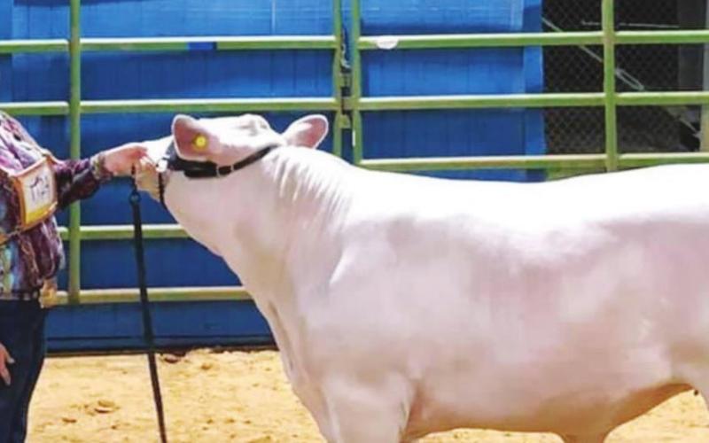 Vidor FFA does well at the Beaumont YMBL Livestock Show