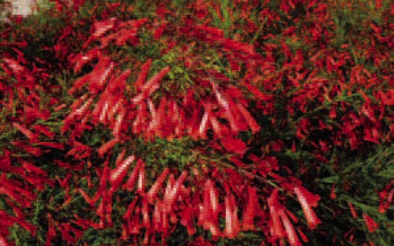 The firecracker plant’s blooms provide fiery bursts of color all season long. Their tubular shape are also attractive to hummingbirds. Texas A&amp;amp;M AgriLife Photos by Mike Arnold