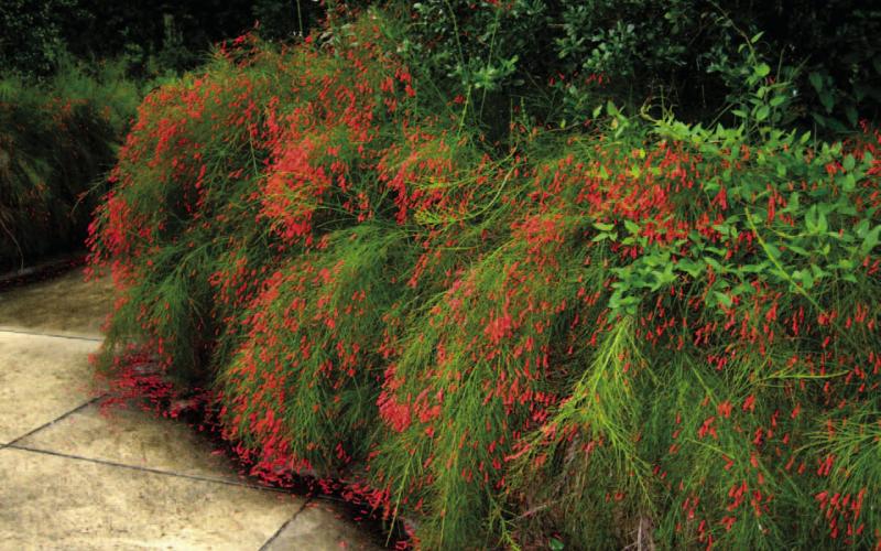 The firecracker plant’s orange-red, red and coral blooms pop against the bushy green foliage and works well in a variety of ways in landscapes, beds and containers.