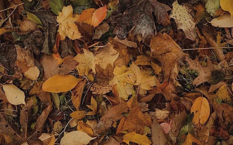 Many trees lose their leaves during the fall and winter months, this is a survival mechanism for the tree, where going dormant allows the tree to conserve energy and water. Fallen leaves provide needed landscape nutrients and habitats for over-wintering pollinators (image courtesy unsplash.com).