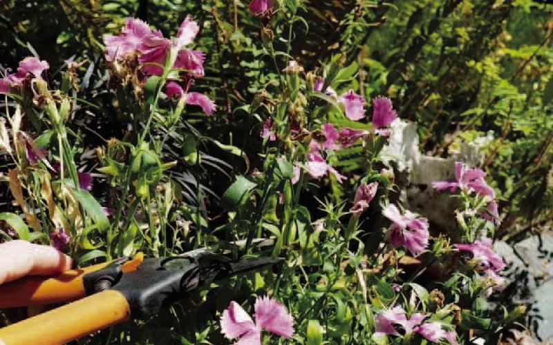 Summers’ end will be here before we even notice, now is the time to begin preparations for fall gardens. Start by removing dead plants and weeds which may have taken hold in some garden areas. Save seeds while dead-heading perennials for planting next spring. Divide flowering bulbs, add soil amendments and mulch to prepare each bed for fall (courtesy image: gardenerspath. com).