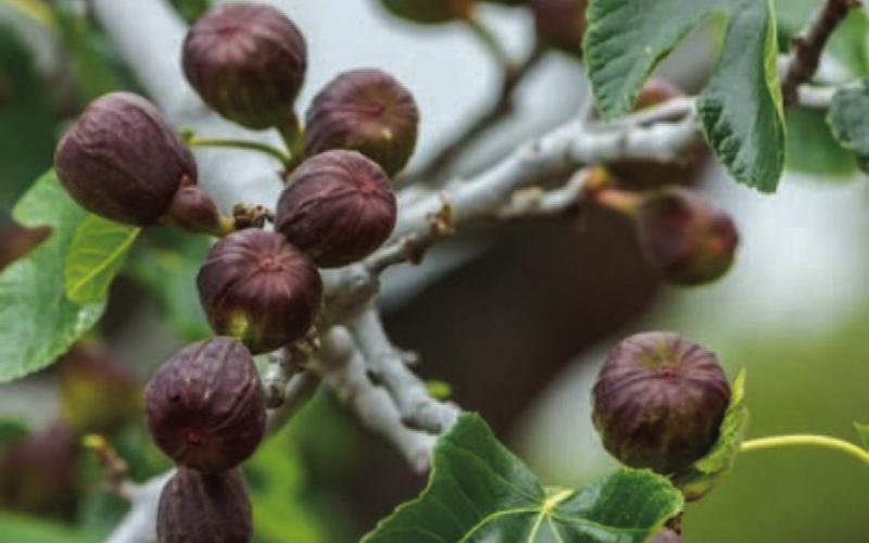 Move over blueberries: Figs are back!
