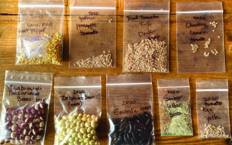 The easiest vegetable seeds to save for a ‘novice’ seed saver: beans, lettuce, peas, tomatoes, peppers, and okra. Legumes (bean &amp;amp; peas) are by far the easiest seeds to save, and also the easiest to germinate. There are numerous flowers which easily lend their seeds, such as marigold, zinnia, morning glory, cleome, nasturtium, poppy, snapdragon, and sunflower Courtesy Photo giantveggiegarden.com