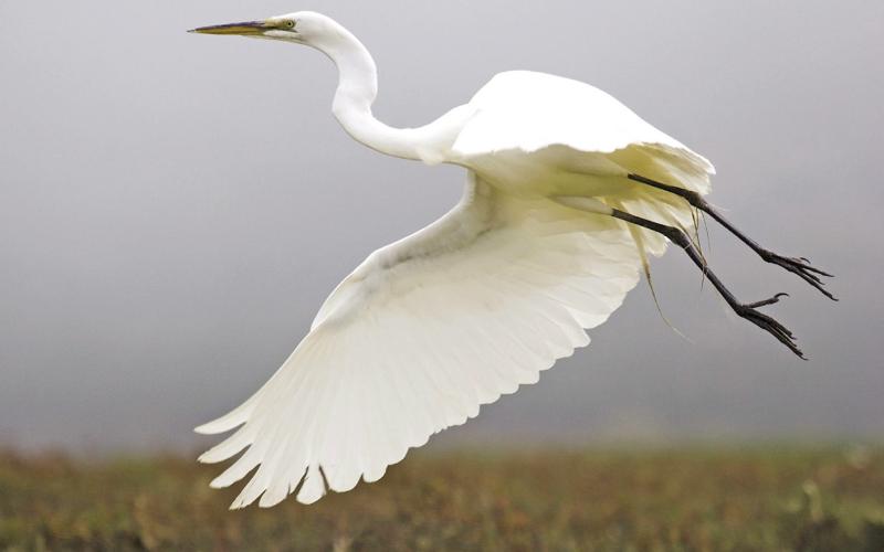 Migrating Whooping Cranes Arrive on Texas Coast
