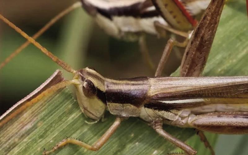 For many SETX gardeners, grasshoppers are problematic during our growing season. Grasshoppers are known to have voracious appetites and can decimate plants if left unchecked (image courtesy: extensionentomology.tamu. edu).