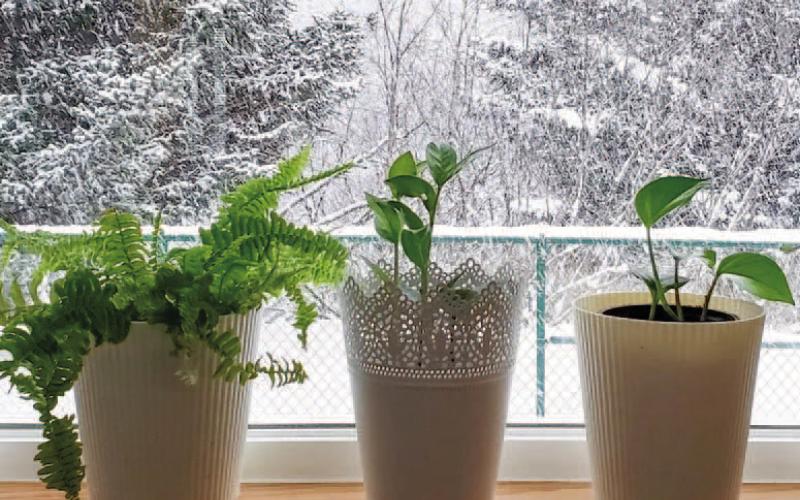 Group plants in a sunny location inside your home, a protected porch, or garage. Ensure the area is well lit and that plants have adequate air circulation. Increase interior humidity by misting plants or by using pebble trays containing gravel with water, refilling trays as needed (image courtesy: Homesandgardens.com).