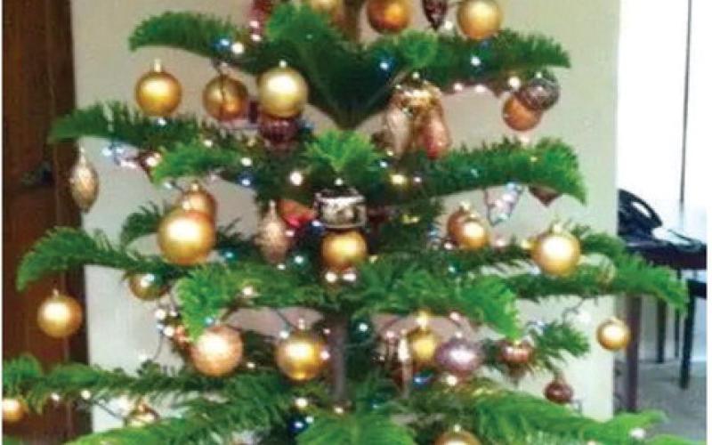 Norfolk Island Pine: A ‘Living’ Christmas Tree