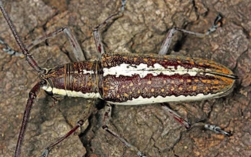 The three-lined fig borer (Ptychodes trilineatus or Neoptychodes trilineatus), is a beetle which bores into wood and primarily attacks fig trees within in the southern US with a range that extends from Texas to Florida (image: inaturalist.org).