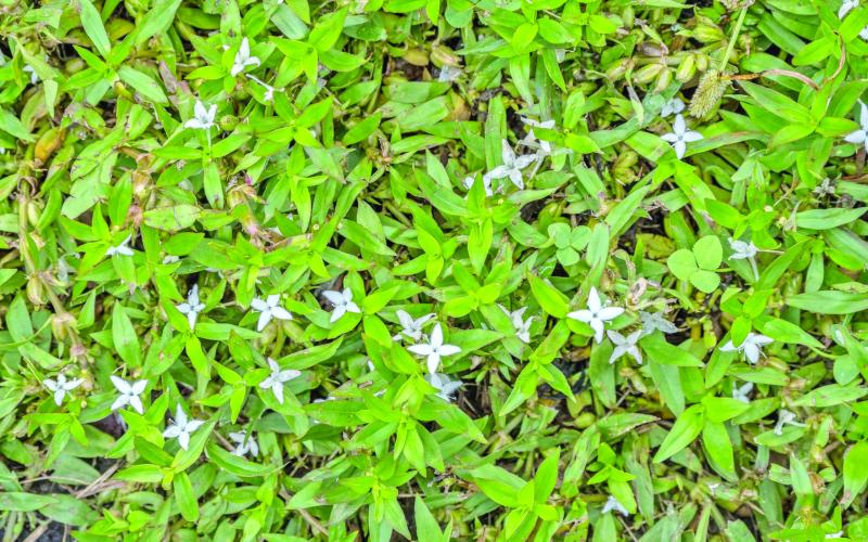 Virginia buttonweed ( Diodia virginiana) is a common weed encountered by most gardeners. It appears quickly and grows rapidly in SETX landscapes. Many ornamental plants and lawns are initially surrounded, then engulfed by the prolific weed. Most gardeners consider it to be a major nuisance and cumbersome to control (image courtesy: advancedturf.com).