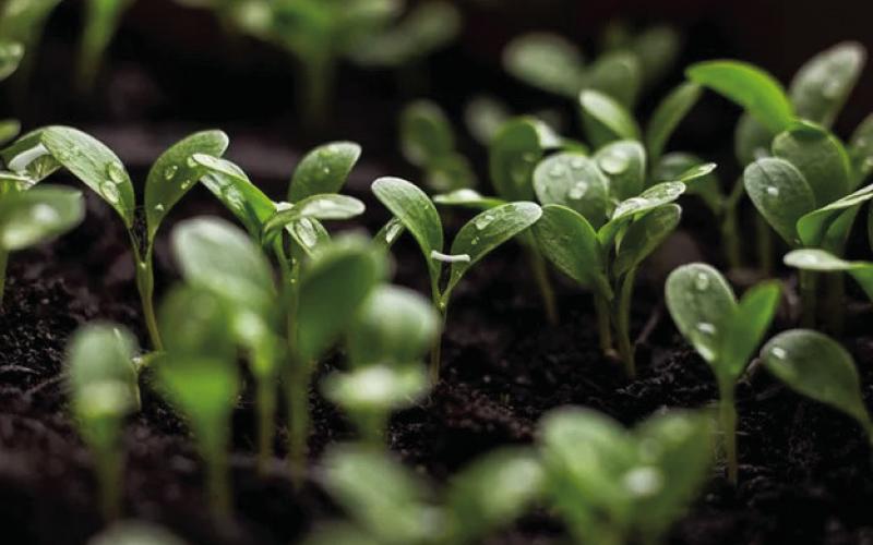Cost-Effective Gardening: Germinating Seeds