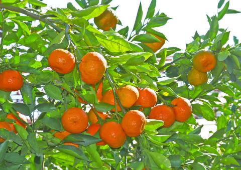 The ‘Arctic Frost’ and ‘Orange Frost’ tangerine cultivars journey began in 1997 when Mr. Moy and Dr. Jerry Parsons collaborated, wanting to hybridize a winter hardy ‘Changsha’ tangerine. Their goal was to produce a Satsuma hybrid with enhanced cold hardiness, producing quality fruit with low seed count (image: plantanswers.com).