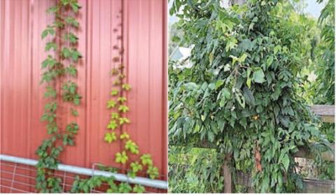 The two poison ivy vines growing on the side of the barn (left image) will be easy to remove by manually pulling them down and removing the root system. The dense clump of poison ivy growing over the fence post will require more effort and the use of herbicide to eradicate (images courtesy: Walter Avila).