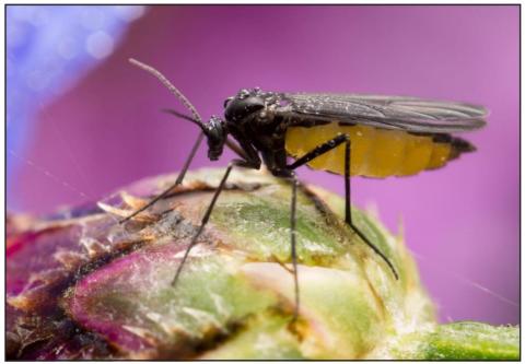 Adult fungus gnats live for just seven to ten days, but the female can lay up to 200 eggs in the cracks and crevices of moist soil, so populations grow quickly. Photo Courtesy of Summit Responsible Solutions