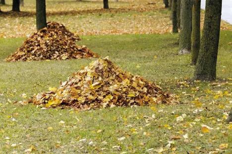 Colorful leaves raked together into small mounds, ready to be relocated as a winterizing mulch layer into flower &amp; garden beds, form a perimeter ‘ring’ around trees &amp; shrubs, provide a natural habitat to small animals &amp; insects, or added to a compost pile to decompose into soil amending nutrients (courtesy: ugaloo.com).