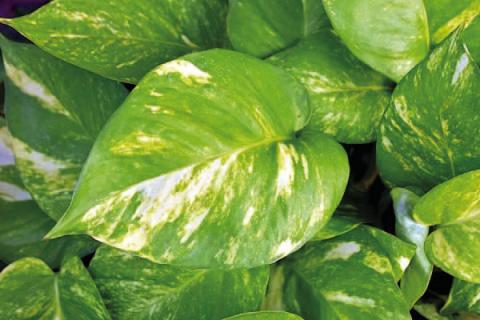 Pothos ingestion symptoms are immediately apparent after a pet ‘snacks’ on the plant. Plant toxins cause tongue swelling and vomiting with difficulty breathing. More severe symptoms can include seizures and the loss of consciousness (image courtesy: pethelpful.com).
