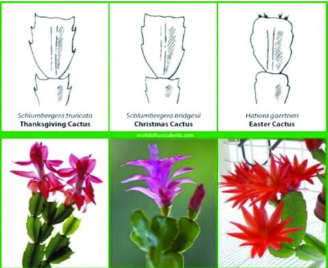 The differences in leaf structure are small, yet the growing media, and light requirements are similar for each of the three holiday cacti varieties. The images depict slight differences between the three types of holidaycacti (courtesy: worldofsucclents.com).