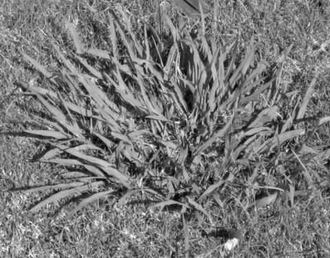 Managing Weeds for a Healthy Lawn