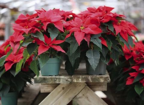 The Poinsettia which is known as “Flor de Noche Buena” (Christmas Eve Flower) in Mexico &amp; Central America. Grown in its native habitat, the tropical shrub can grow up to 10 feet (gardeningknowhow.com).