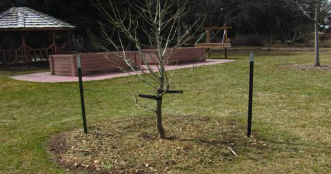 Staking trees is an often-over-looked gardening task but necessary to maintain a tree’s structural growth and root stability. The recommendation is to allow stakes to remain attached to the tree for two years of growth, and the preferred method to protect your investment of time, money, and energy (image courtesy: cheyennegardengossip.wordpress.com). Courtesy Photo