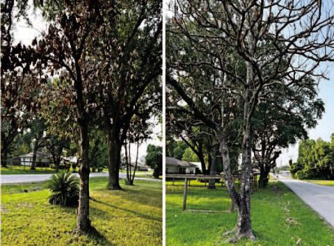 Images similar to these can be found in many SETX communities, a reminder to the vast number of trees which have succumbed; evidence of our every changing environmental conditions. Seasonal temperature extremes (blistering summers to subfreezing winters) with extended periods of drought is proving catastrophic for trees (images courtesy: John Green/ Walter Avila).