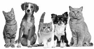 Pet Heat Safety