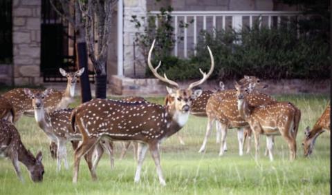 Texas Drawn Hunt Program Opens for the 2024-25 Season Applications