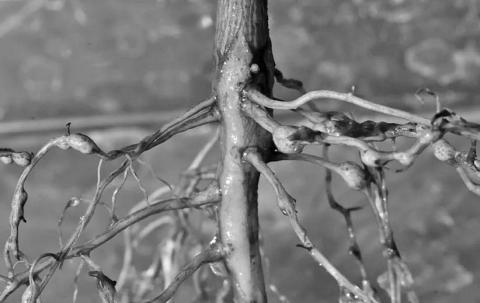 Southern root-knot nematodes dwell beneath the soil surface and are formidable pests. Nematodes in general are responsible for billions of dollars in crop damage annually. Root-knot nematodes are by far the most prevalent and destructive of all nematodes (image courtesy: farmprogress.com).