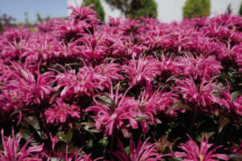 Bee balm has exceptional mosquito-repelling properties. Many insect-deterring plants work by crushing leaves, stems, and flowers to release the plant’s volatile oils. Bee balm is an exception, as it grows and blooms, it releases fragrances mosquitoes dislike (image: greatgardenplants.com).