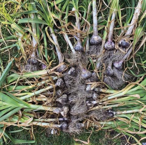 Bountiful garlic harvests are eaily attainable for every SETX gardener since our fall and winter climate is conducive to growing garlic. Simply follow the garlic planting guidelines for a bumper harvest (image courtesy: thedallasgarden. com).
