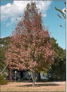 Will The Trees Come Back?