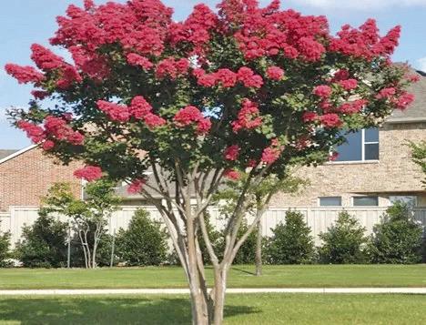 Providing crepe myrtles require minimal pruning and provide stunning curb appeal when proper pruning techniques are utilized. Removing the tree’s canopy each season as a pruning technique creates gnarled lobes where weak sprouts will grow that cannot support the weight of flowers(courtesy: greenthumbsgarden. com).